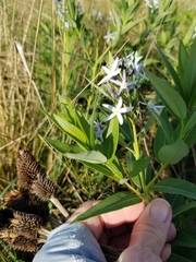 Amsonia repens
