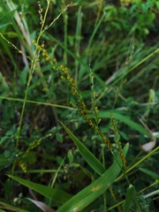 Urochloa fusca