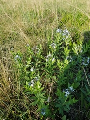 Amsonia repens