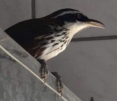 Taiwan Scimitar Babbler