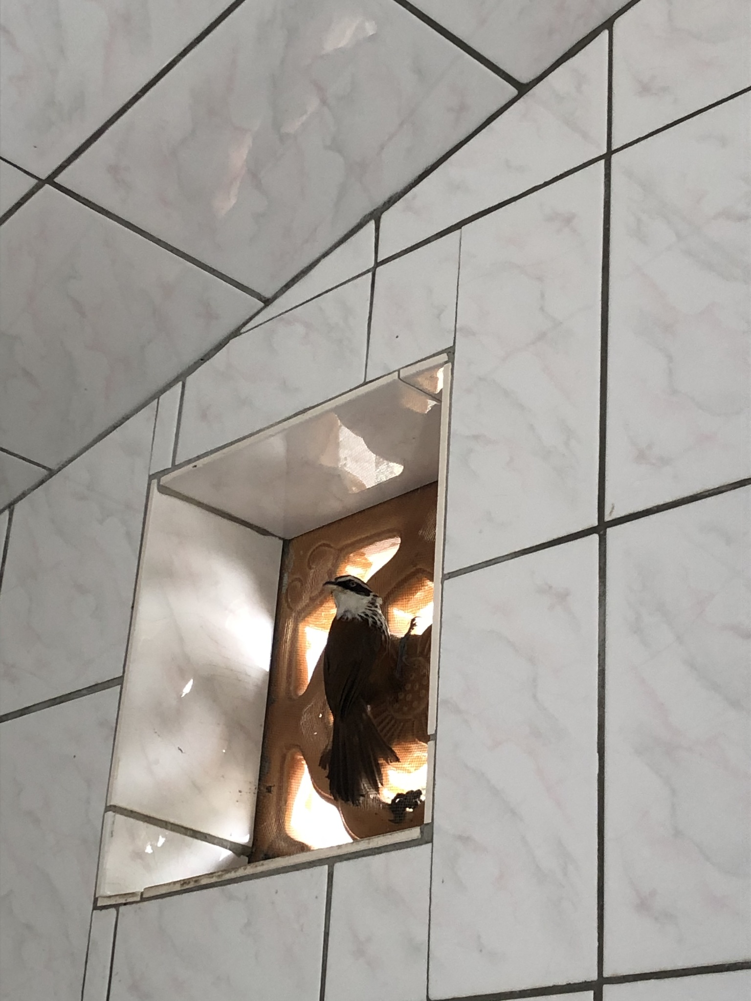 Taiwan Scimitar Babbler