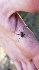 Protolophus singularis