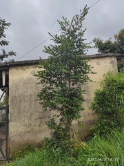 Luma apiculata