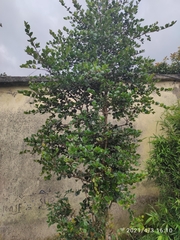 Luma apiculata