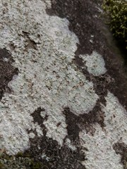 Baeomyces carneus