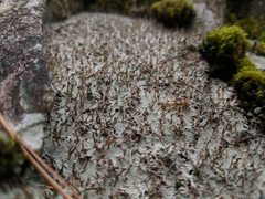 Baeomyces carneus