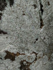 Baeomyces carneus