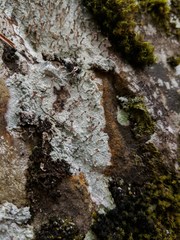 Baeomyces carneus