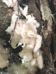 Coelostomidia wairoensis