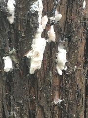 Coelostomidia wairoensis