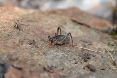 Deinacrida connectens