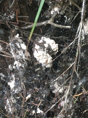 Coelostomidia wairoensis