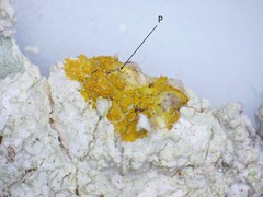 Baeomyces carneus