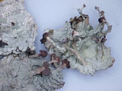 Baeomyces carneus
