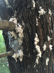 Coelostomidia wairoensis