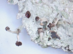 Baeomyces carneus