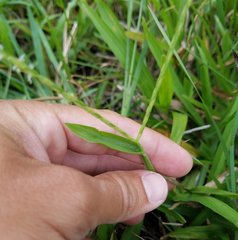 Poaceae