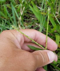 Poaceae