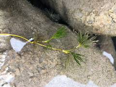 Ranunculus longirostris