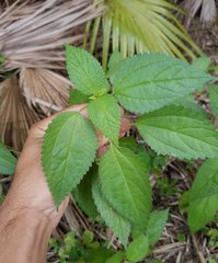 Boehmeria cylindrica