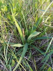 Eryngium yuccifolium