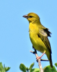 Ploceus subaureus subaureus