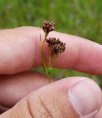Rhynchospora