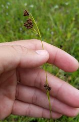 Rhynchospora