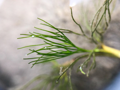 Ranunculus longirostris