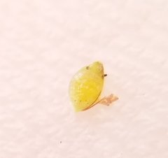 Rhynchospora