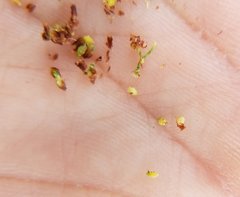 Rhynchospora