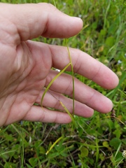 Rhynchospora