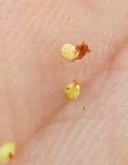 Rhynchospora