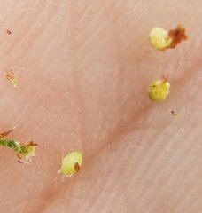 Rhynchospora