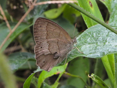 Yphthimoides ordinaria