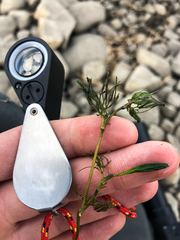 Ranunculus longirostris