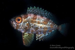 Heteropriacanthus carolinus