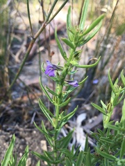Stemodia florulenta