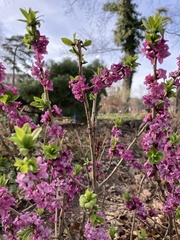 Daphne mezereum