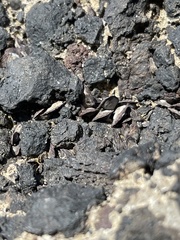 Isognomon californicus