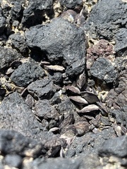 Isognomon californicus