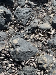 Isognomon californicus