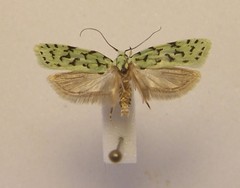 Izatha peroneanella