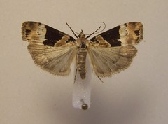 Eudonia aspidota