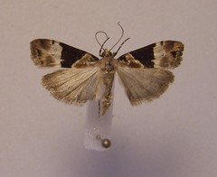 Eudonia aspidota