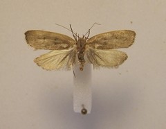 Phaeosaces coarctatella