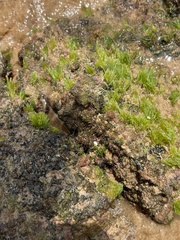 Chaetomorpha antennina