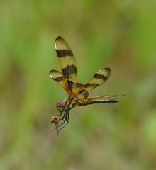 Celithemis eponina