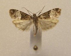 Scoparia minusculalis