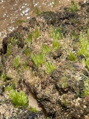 Chaetomorpha antennina